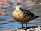 Patagonian Crested Duck (WWT Slimbridge March 2011) ©Nigel Key